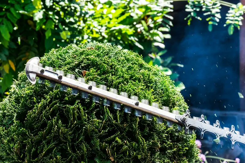 Hedge trimmer shaping a conifer