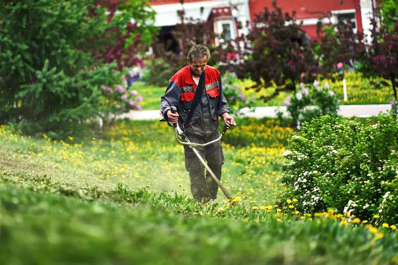 Gardener strimming long grass beside a border