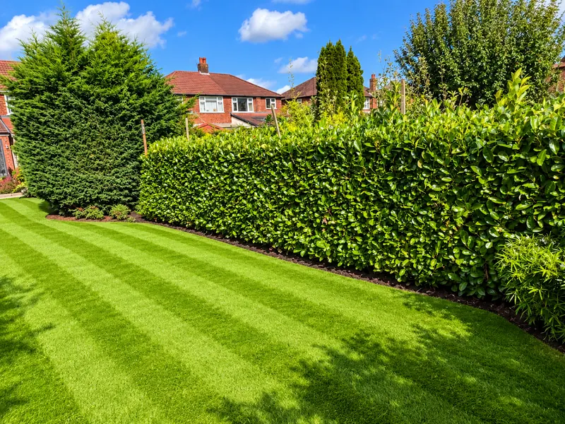 Neatly cut laurel hedge beside a striped lawn