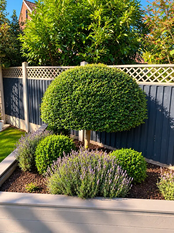Clipped topiary tree and box balls in a raised lavender border